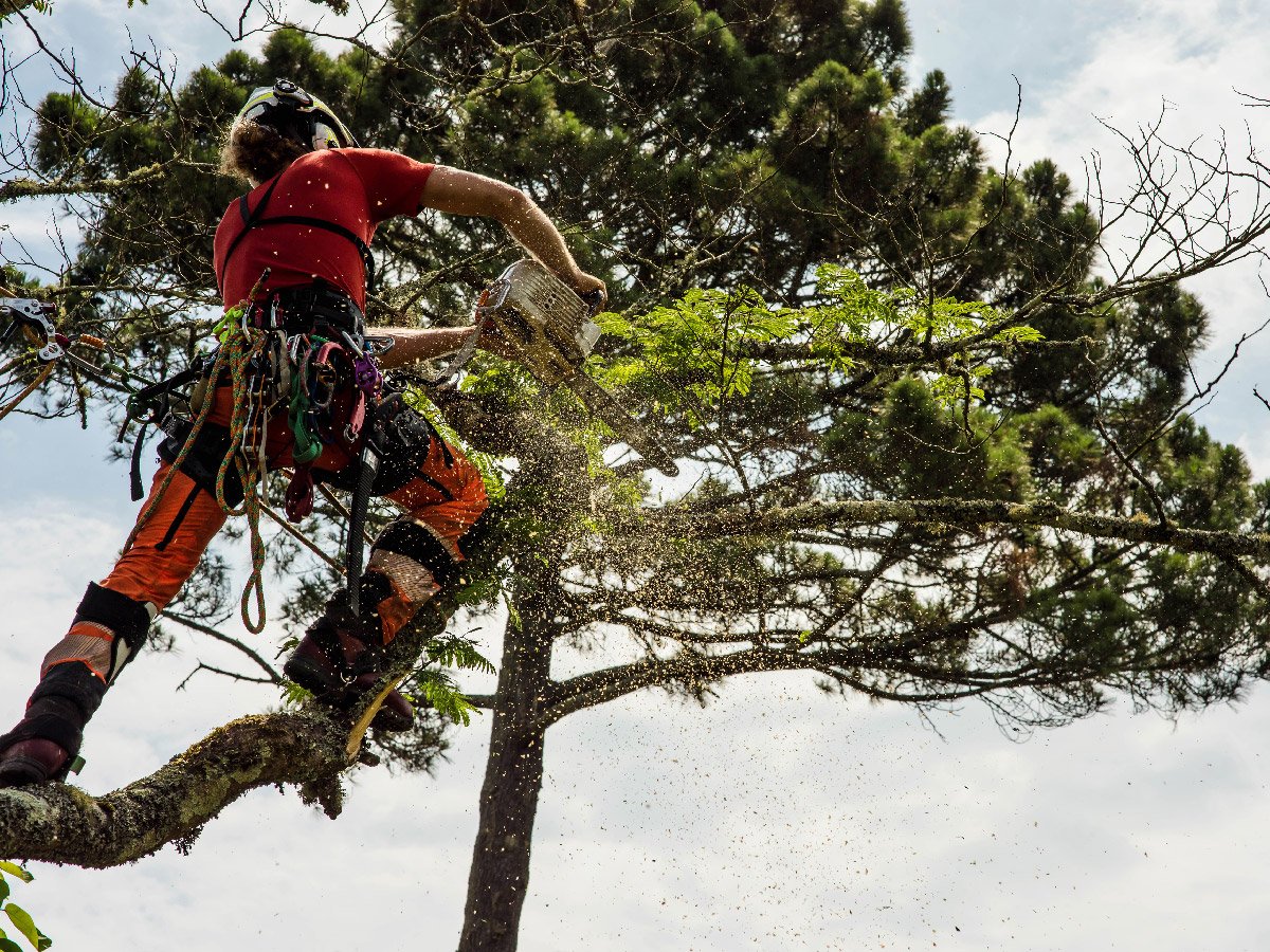 Native American Tree Experts Get to Know American Tree Service in Holstein, IA