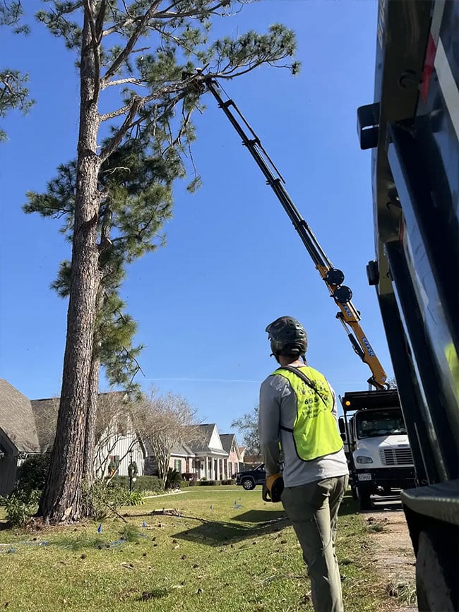 Professional tree care team working in Simi Valley, CA